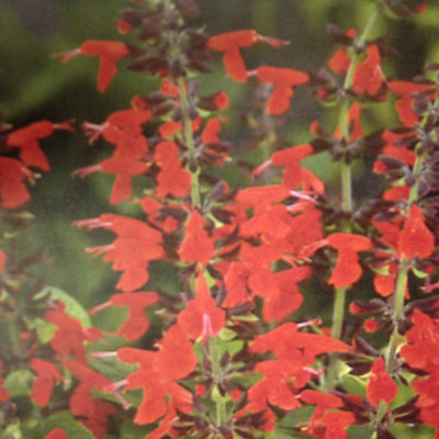 Salvia Forest Fire